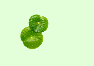 Centella Asiatica