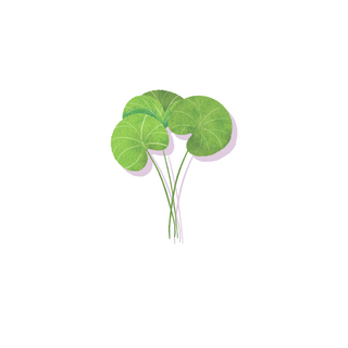 Centella asiatica